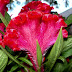 Celosia Argentea: Cockscomb ( مرغ کی کلغی )