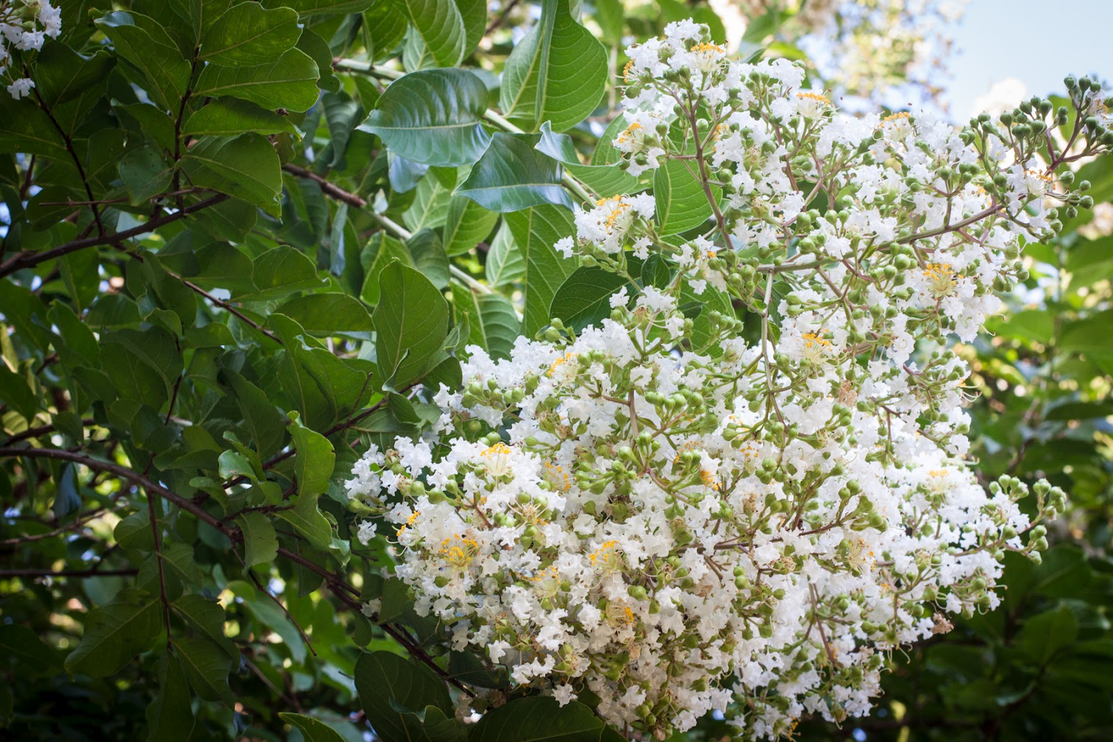 . July 5 White Crepe Myrtle Blooms