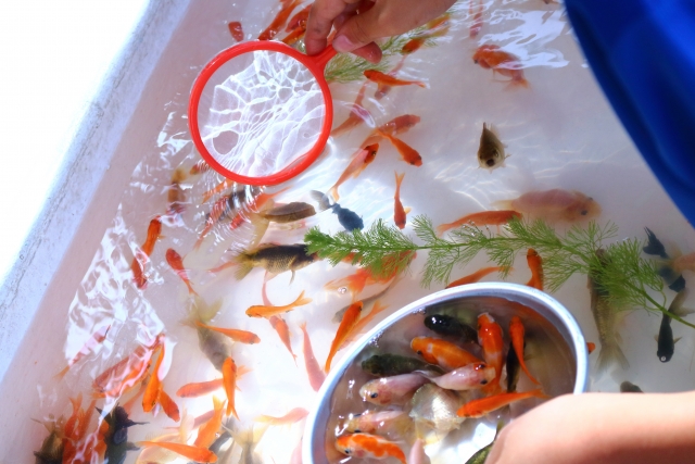 熱帯魚レンタルN＆Aコラム: 金魚すくいをご自宅やイベントで楽しんでみませんか？？