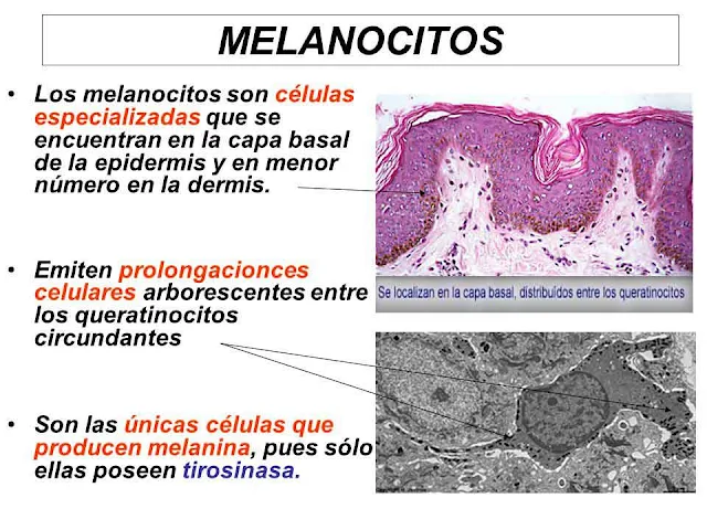 Vitiligo, mas cerca de encontrar su cura-Melanocitos