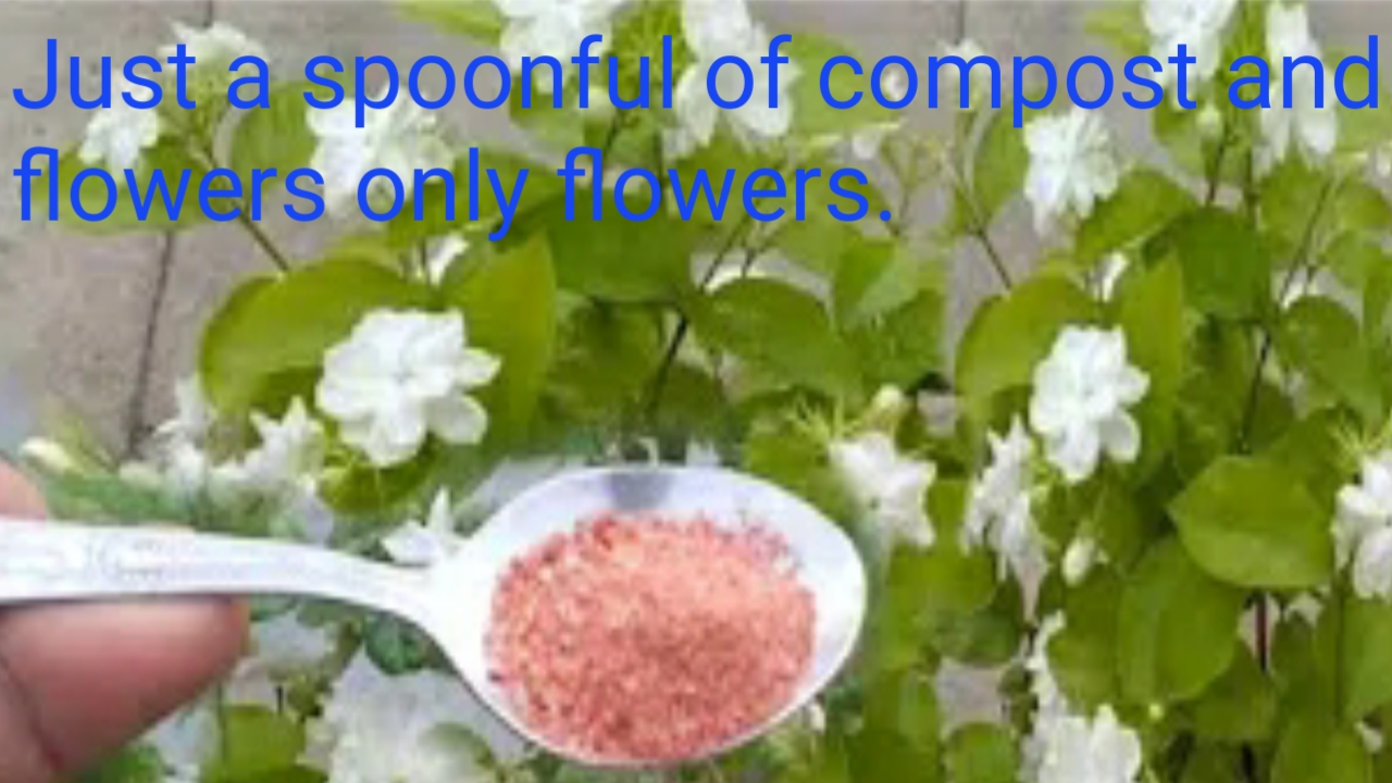 Best Fertilizar For Jasmine Plant At Home Praveen Garden