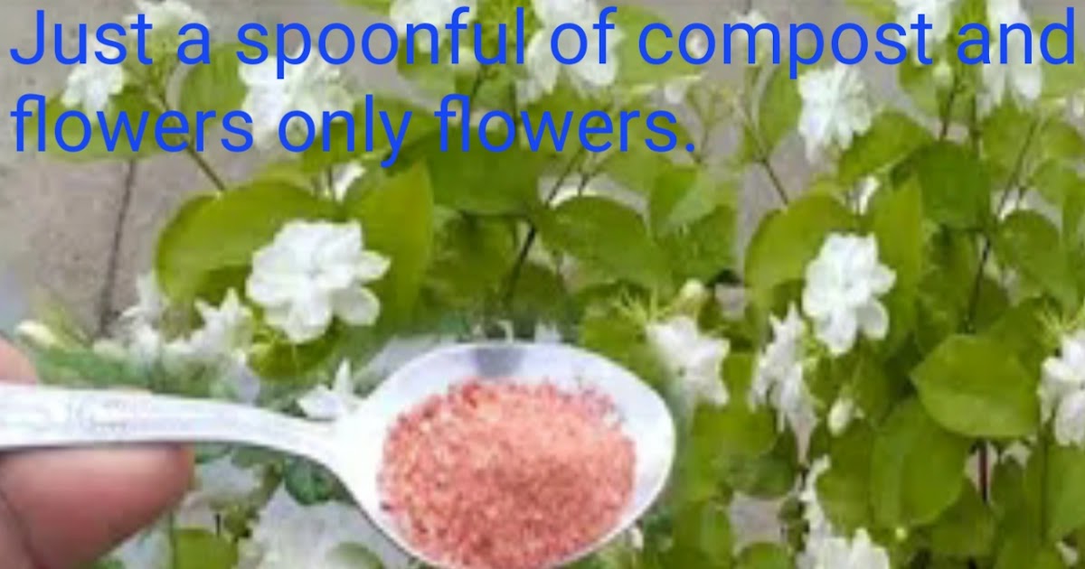 Best fertilizar for jasmine plant at home. Praveen garden