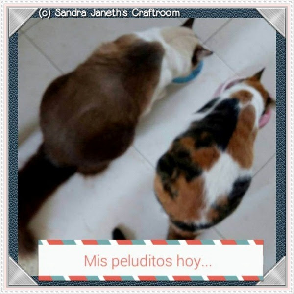 Gatos, Menchis, Coco