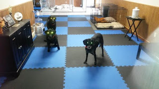 Greatmats Pro Martial Arts Sport Foam Tile Dog Area Greatmats Pro Martial Arts Sport Foam Tile Dog Area