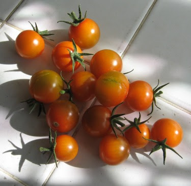 homegrown cherry tomatoes