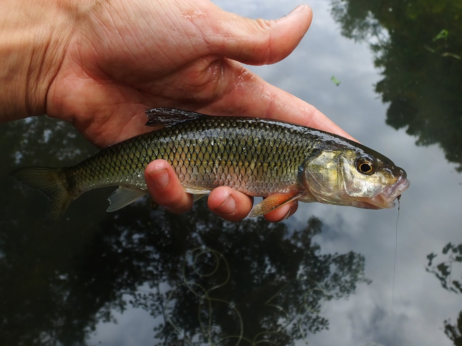 Connecticut Fly Angler Small Streams, Native Fish, and Memories