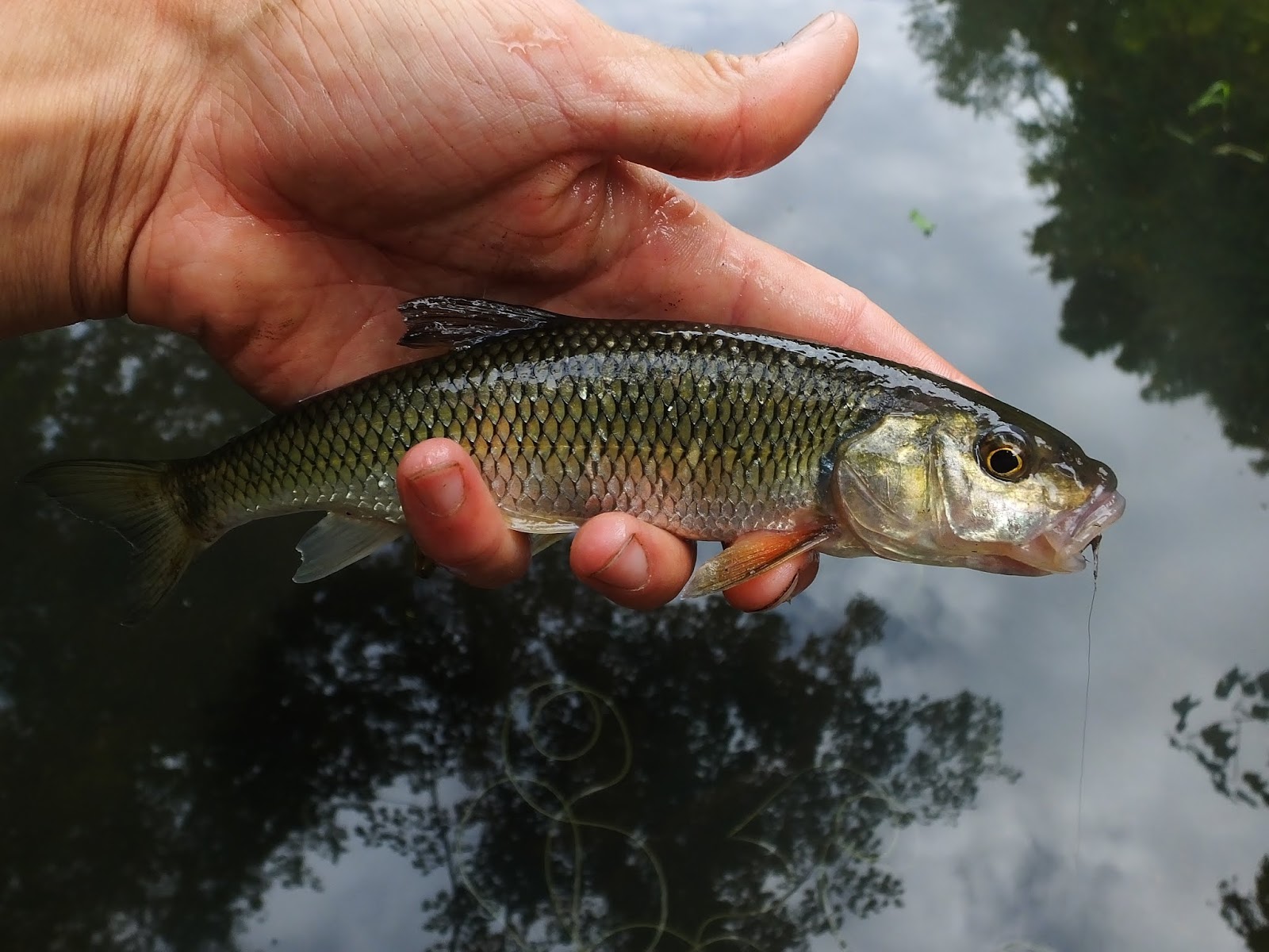 Connecticut Fly Angler: Small Streams, Native Fish, and Memories