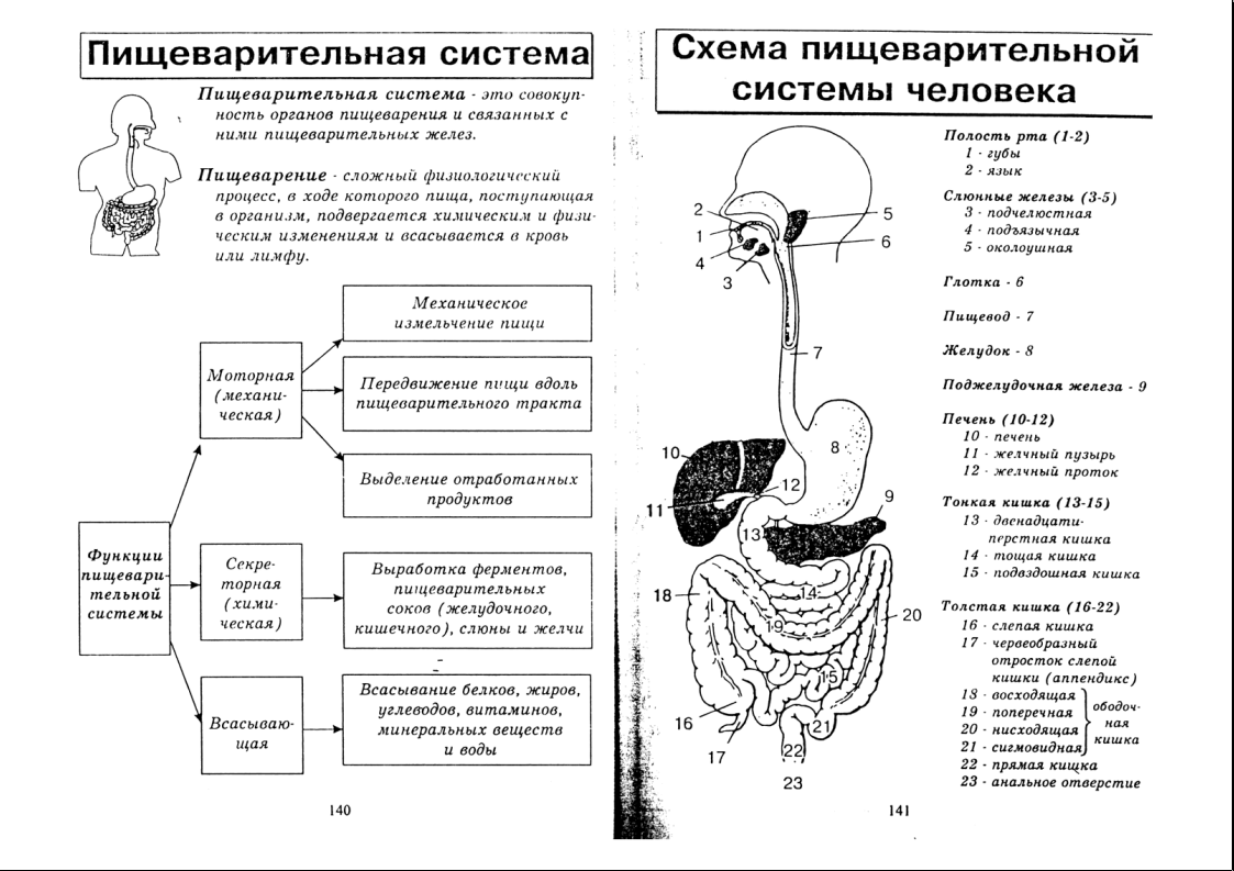 Биология 8 класс в схемах и таблицах
