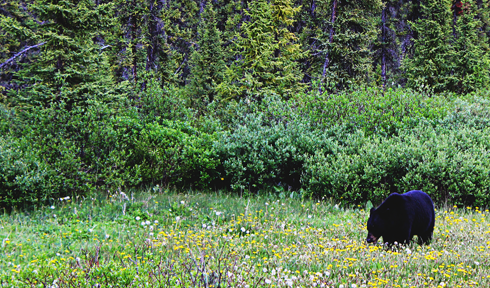 black bear alberta rocky mountains travel photography