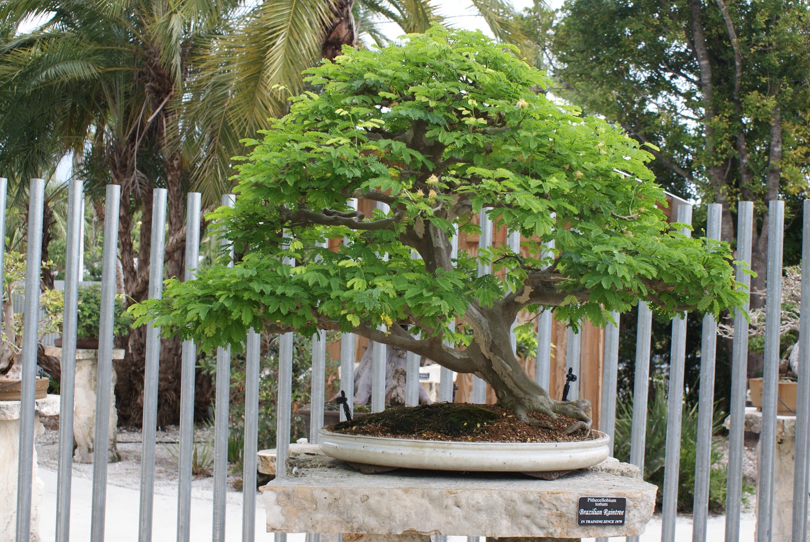 Day By Day James J Smith Bonsai Gallery