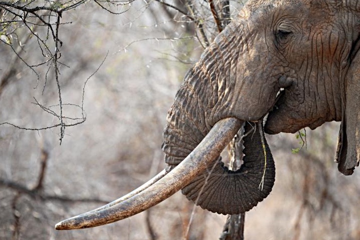 Elefant hovede med stødtænder