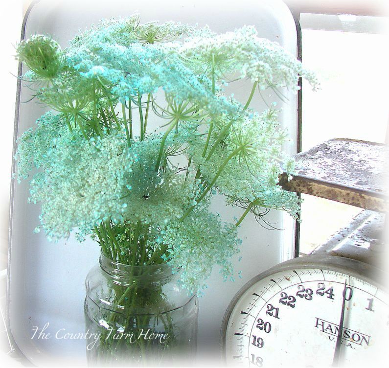 Dying Pressed Real Dry Queen Anne's Lace and daisy Dry Flower/ 1