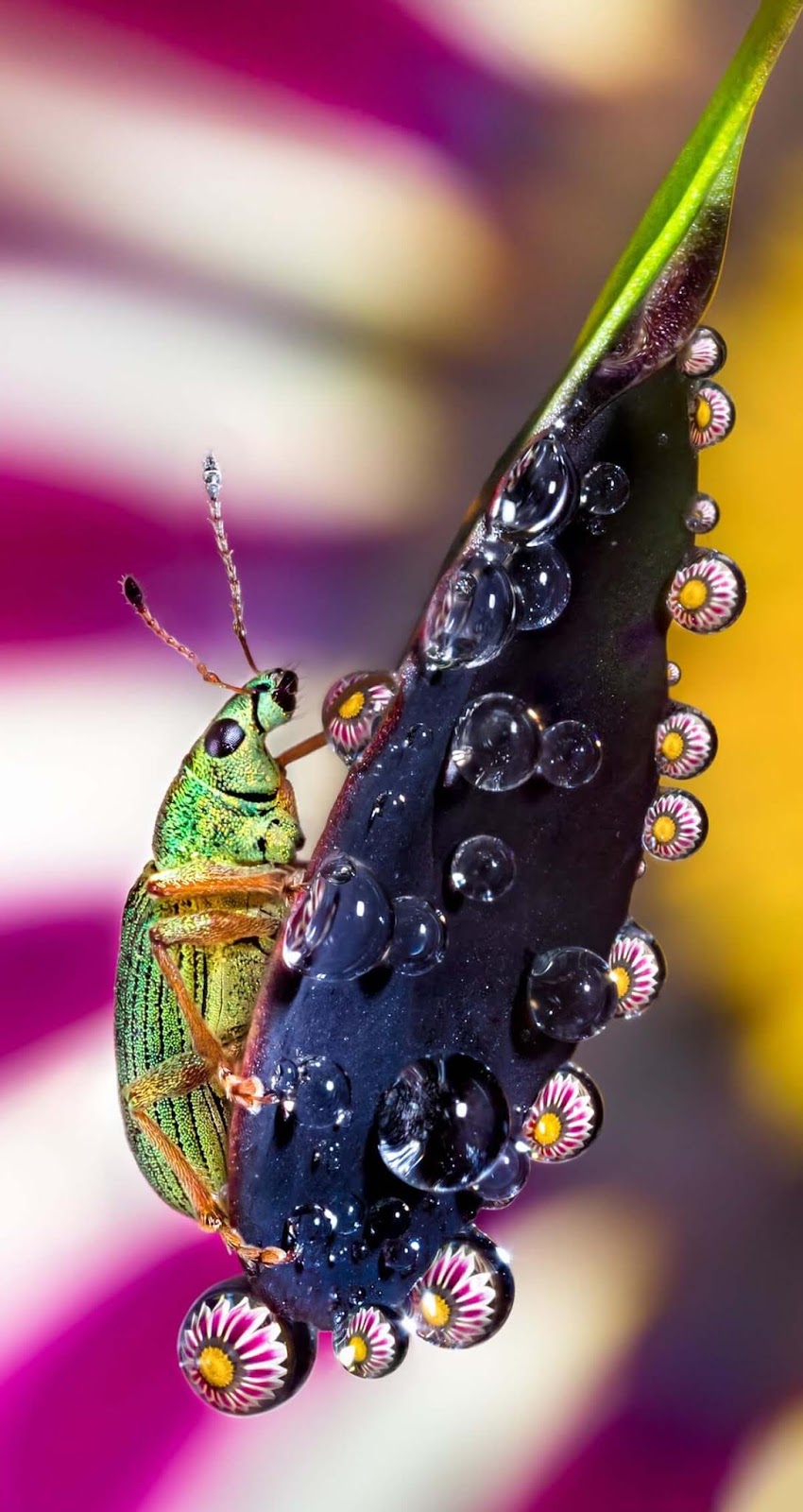 Macro Photographs Of Water Droplets Show Nature's Overlooked Beauty
