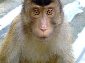 gambar monyet