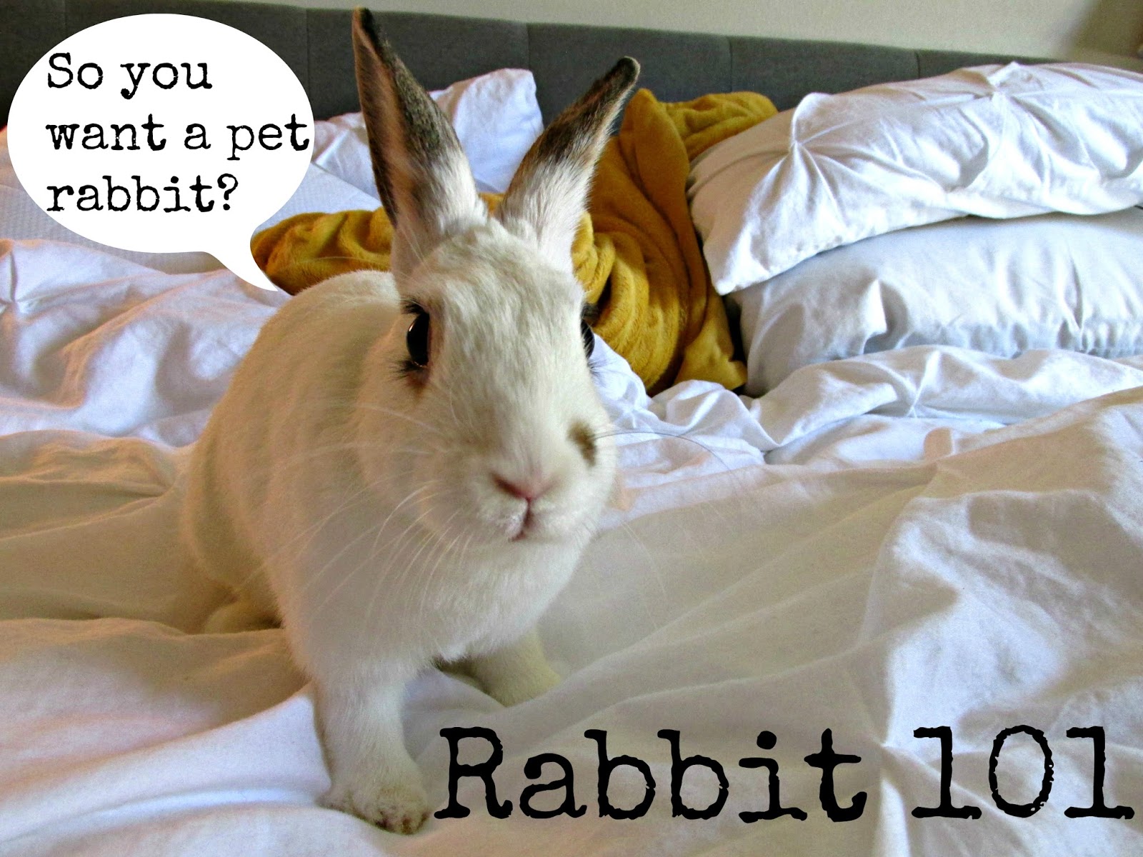 A Quick Guide to Having A Pet Rabbit