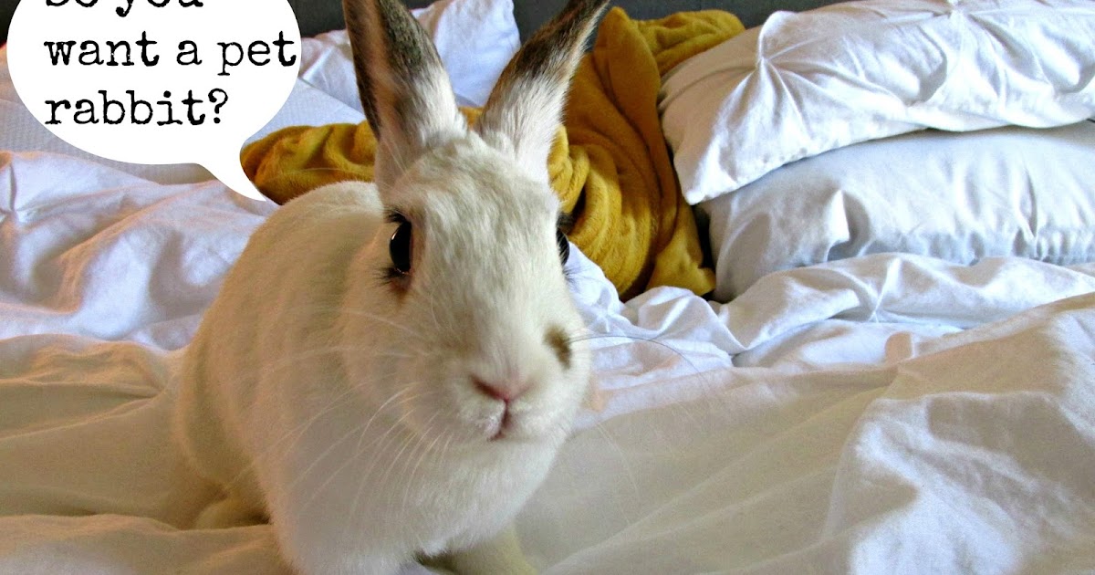Unspoken Spells A Quick Guide to Having A Pet Rabbit