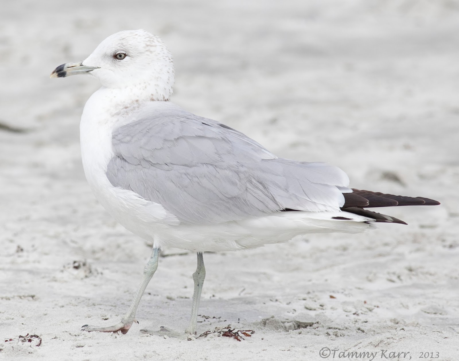 i heart florida birds: Ring-billed Gulls