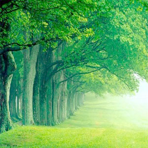 Manfaat Tanaman hijau ~ kebanggaan