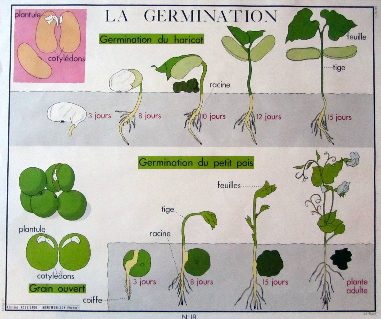 Les étapes de la germination – Les Petits Sorciers