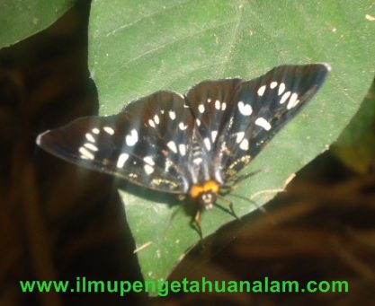 Ciri Khusus Kupu-Kupu Dan Fungsinya; Banyak Sekali Jenis Kupu-Kupu