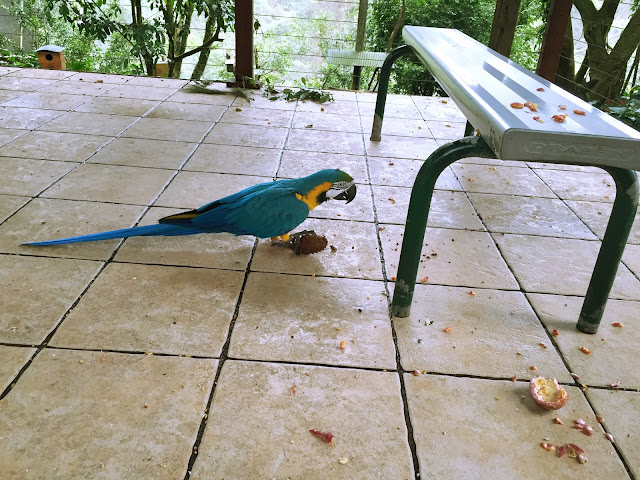 Kuranda birdworld @ in-all-places