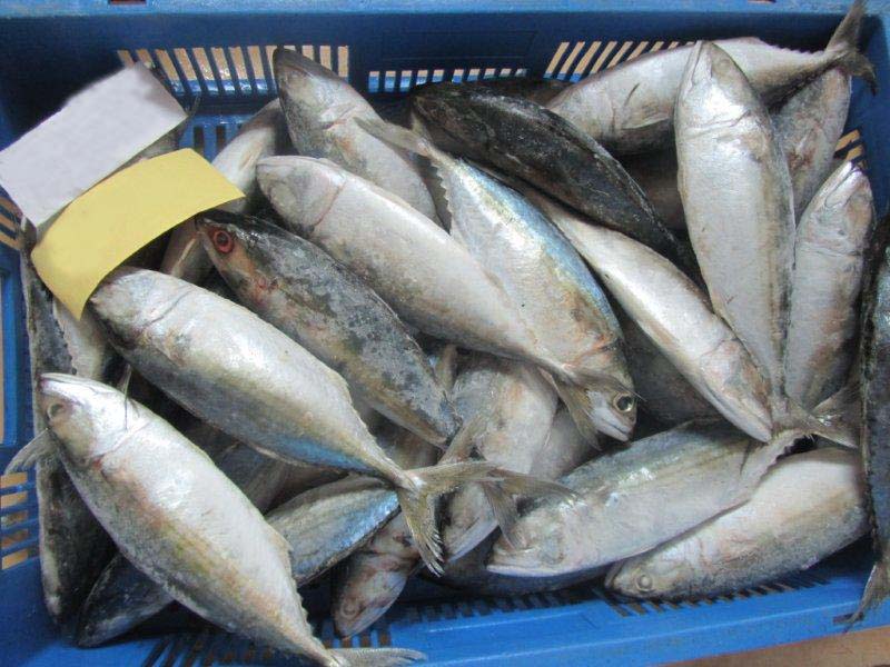 Butterworth Seafoods INDIAN MACKEREL VIETNAM ORIGIN