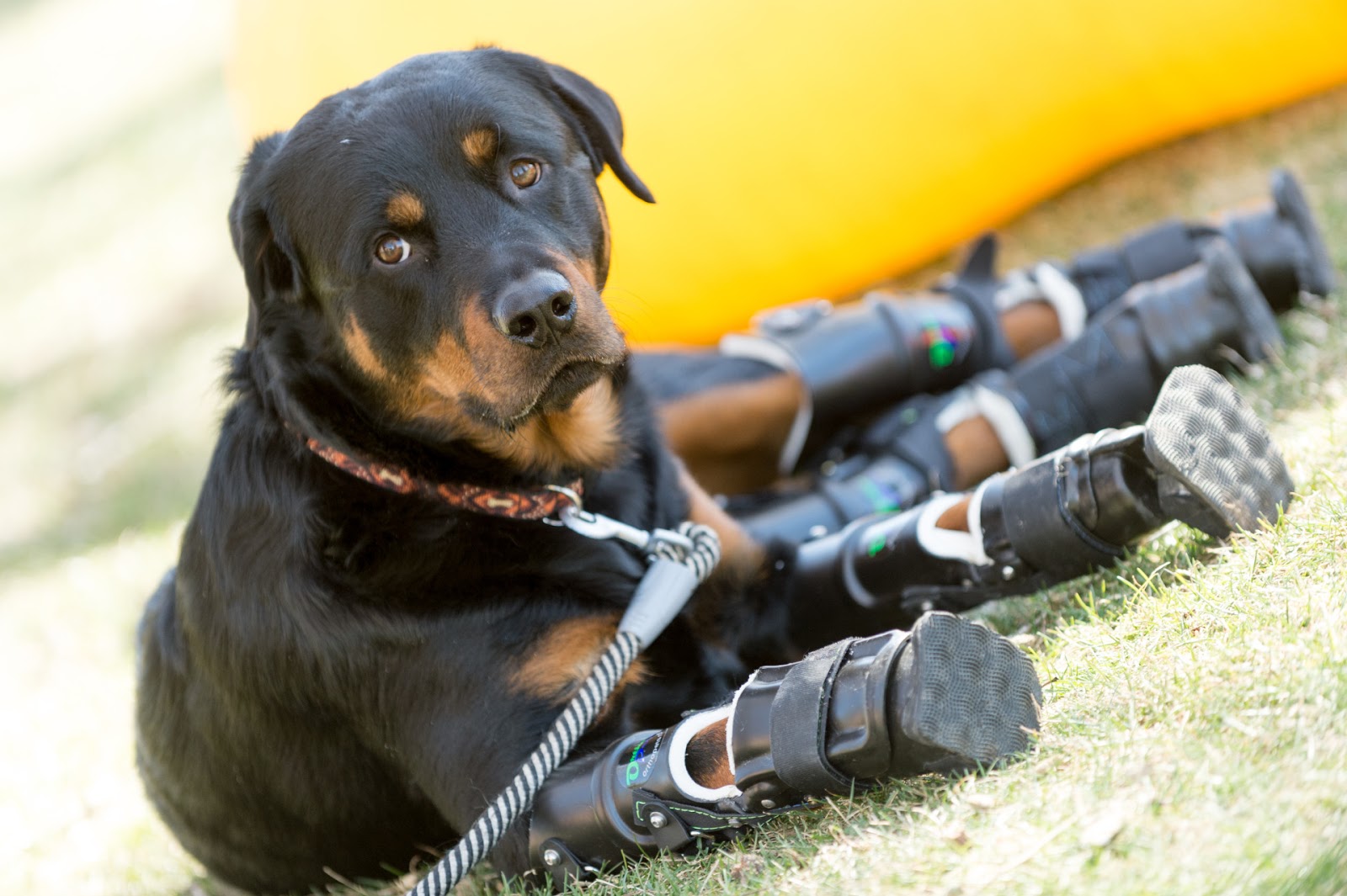 Brutus, the Rottweiler is the world's second dog ever to walk in