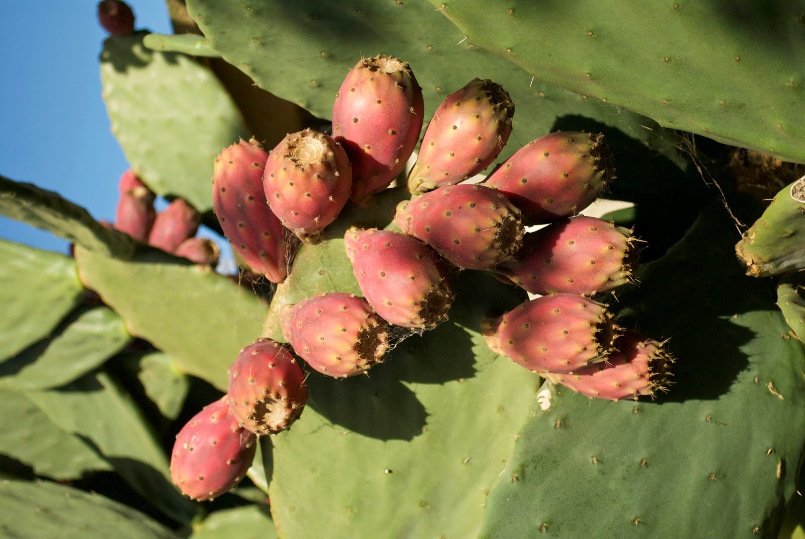 Kelly Casanova Harvesting and preparation of prickly pear fruit.