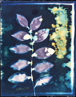 Wet cyanotype_Sue Reno_Image 368