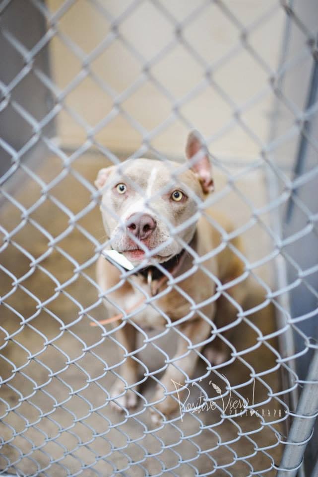 BelinfanteIndianmotorcycles Roswell New Mexico Animal Control Murder