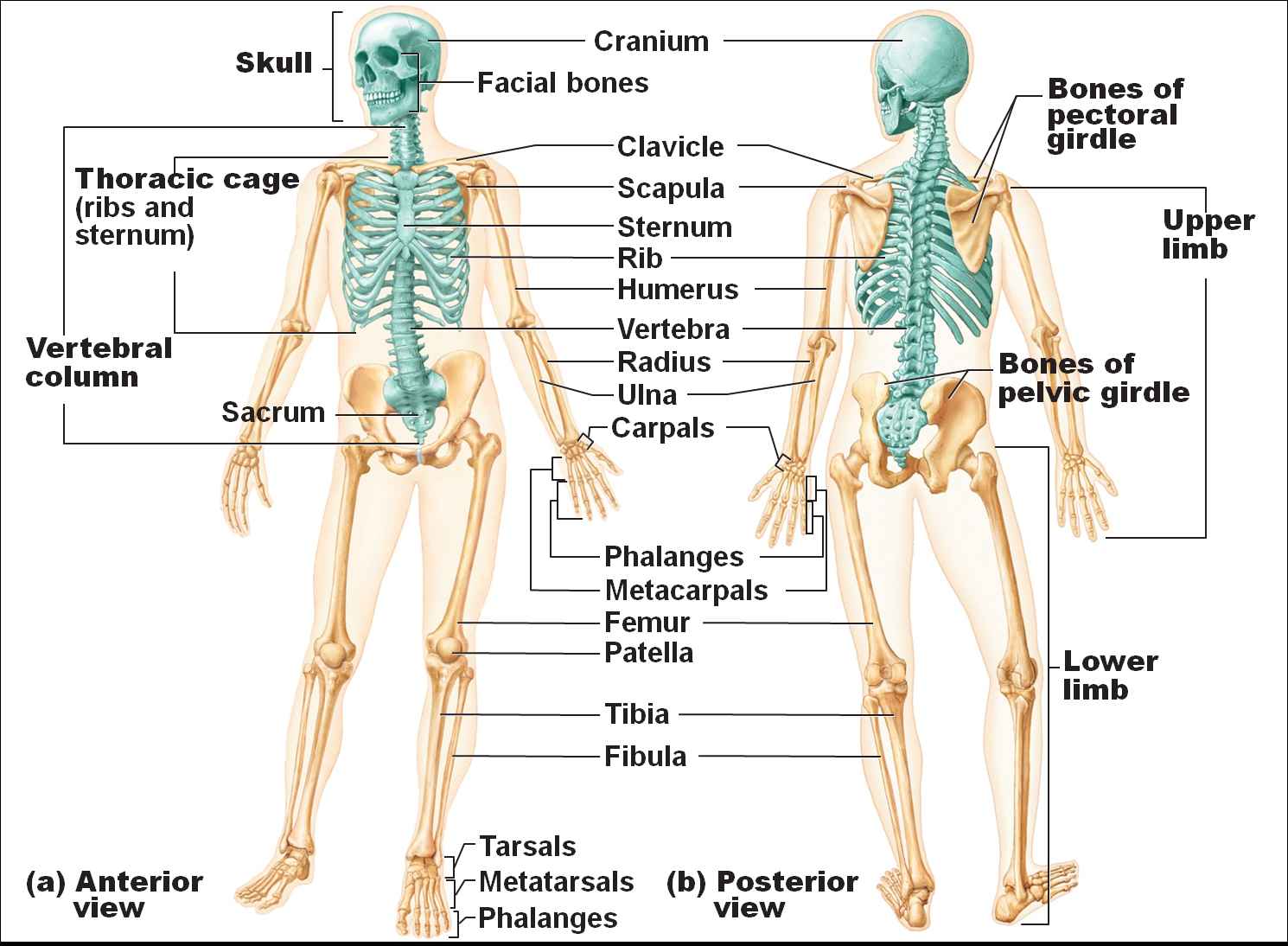 Explain The Four Components Of Axial Skeleton