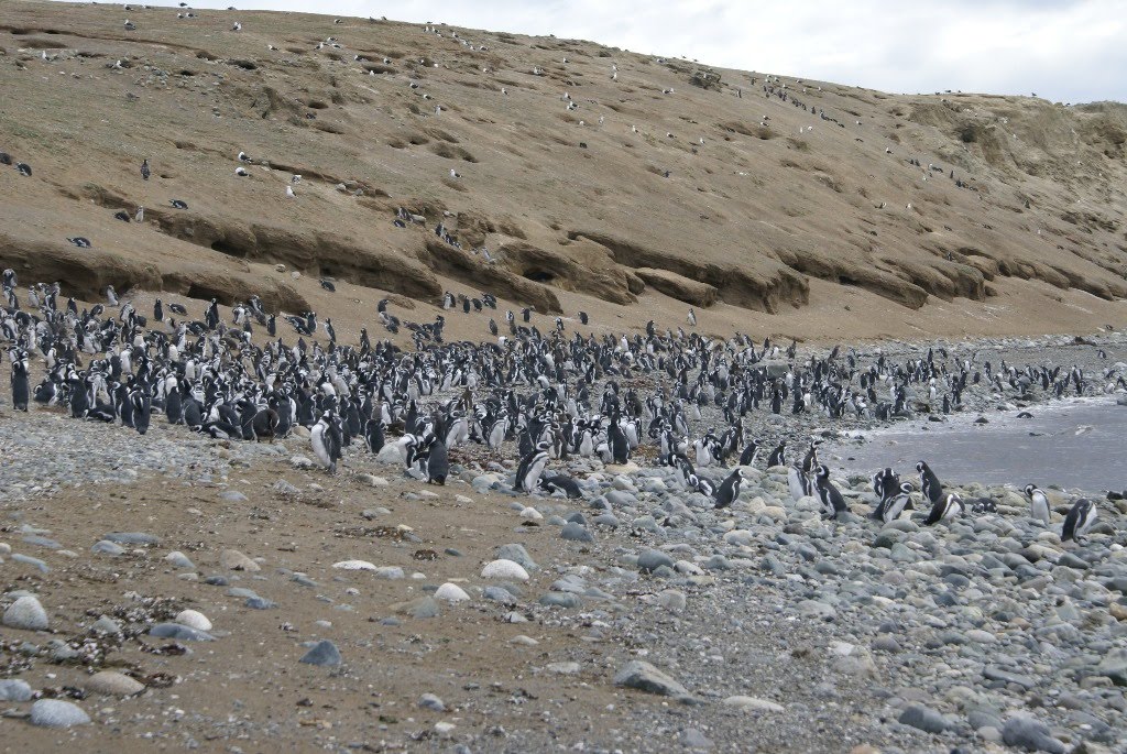 Arie's Travels - World Wide Travel Blog: Penguins in Punta Arenas