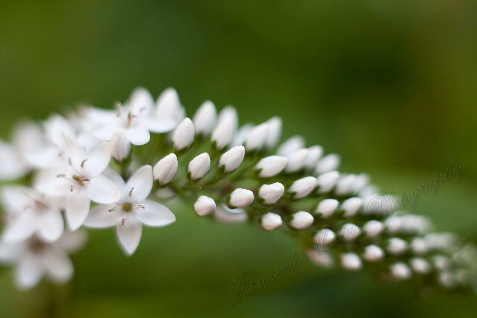 Fernando Matias Photography Ottawa Ontario Ottawa Wedding