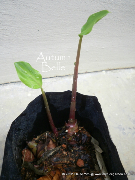 My Nice Garden How To Grow Galangal Alpinia Galanga From Store Bought Rhizomes