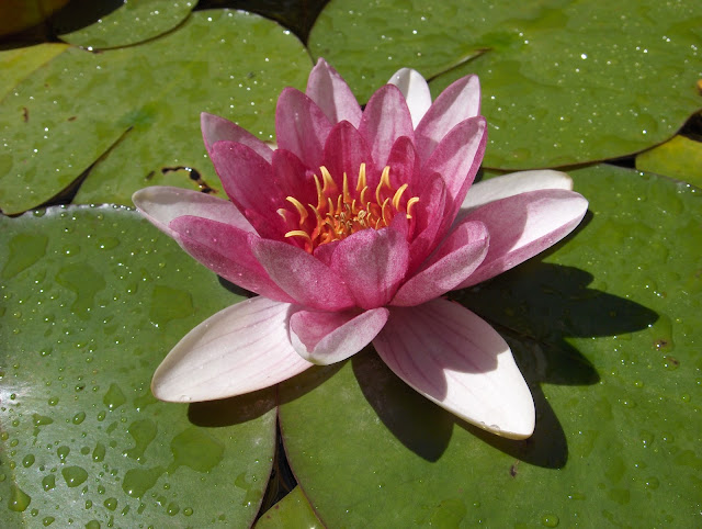 MATERIALES MARI LUZ: septiembre 2015