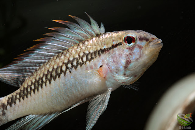 Apistogramma sp. cuiari