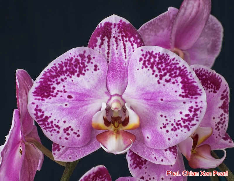 Lan hồ điệp - Phalaenopsis Chian Xen Pearl