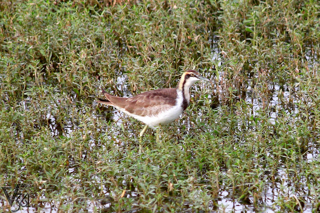 Pheasant-tailed jacana Pheasant-tailed jacana