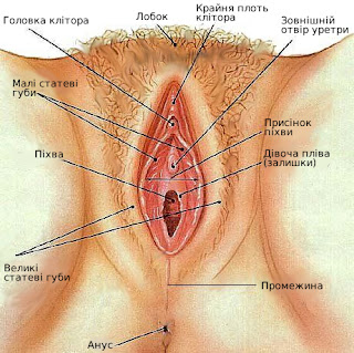 Статеві органи жінки