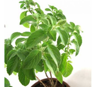  Rehaan ya Tulsi Plant Agar koi Gift Karraha hai to.