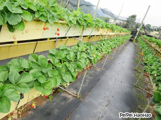 The Dxb Gardener Planting Strawberries