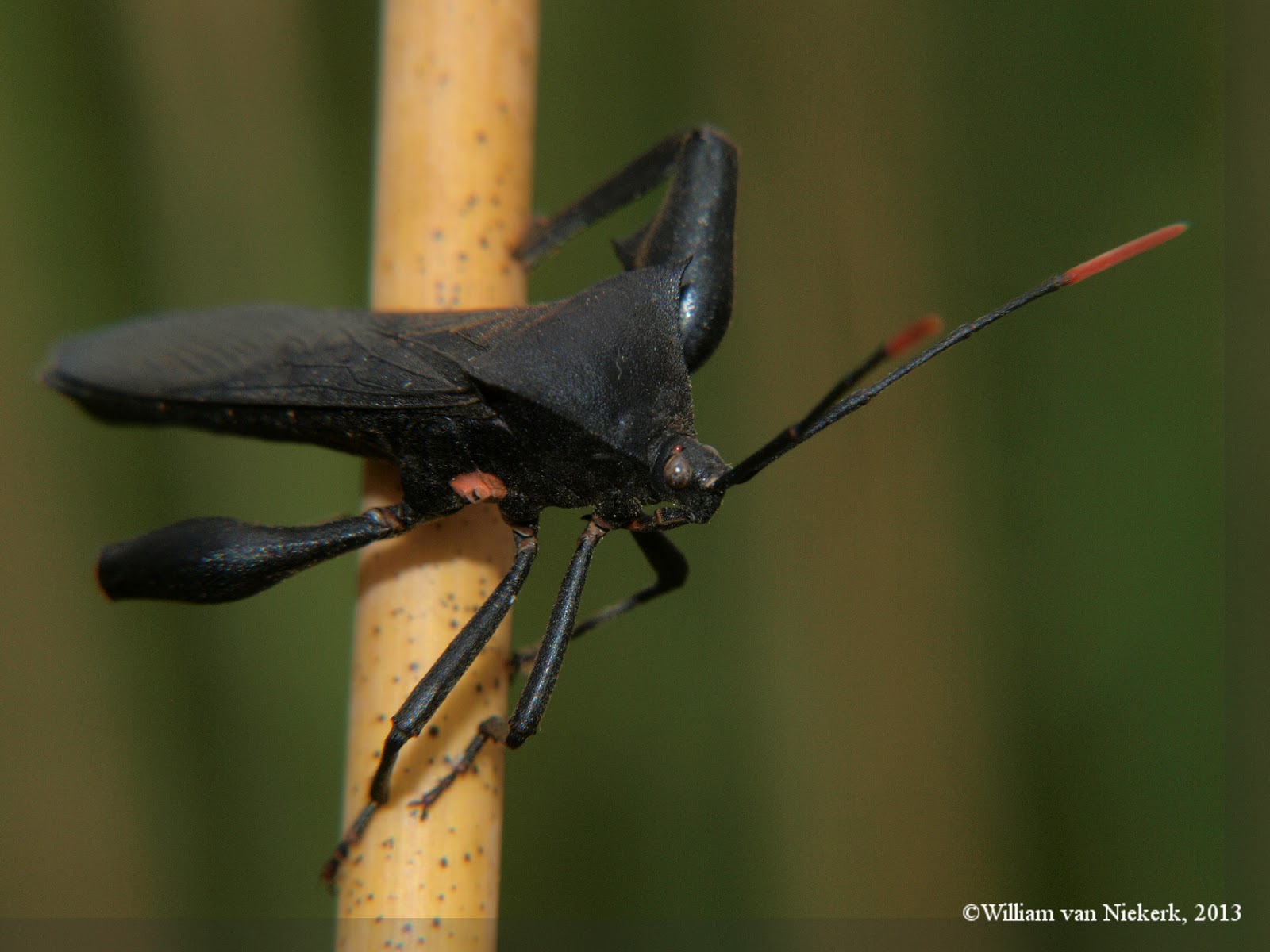 zambian-wildlife-and-bletherings-therein-anoplocnemis-curvipes