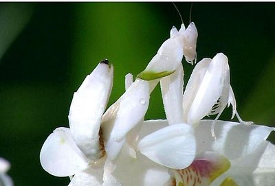 orchid mantis praying flower mimetismo camuflaje animales  species look temple nature