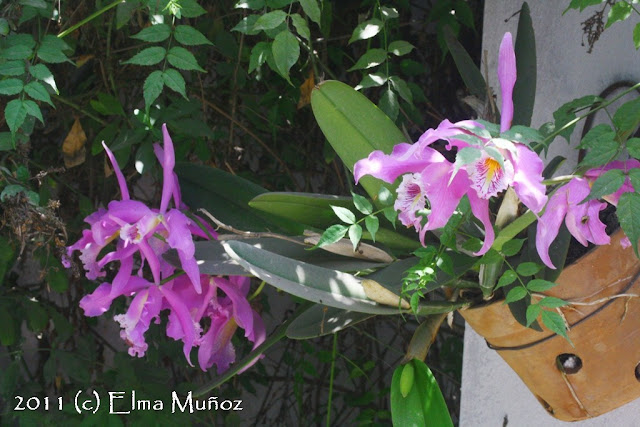 orquideas del peru cattleya maxima