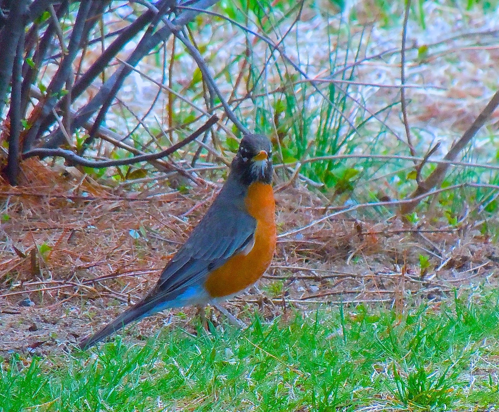 School For Dreams Robin Red Breast Symbolism