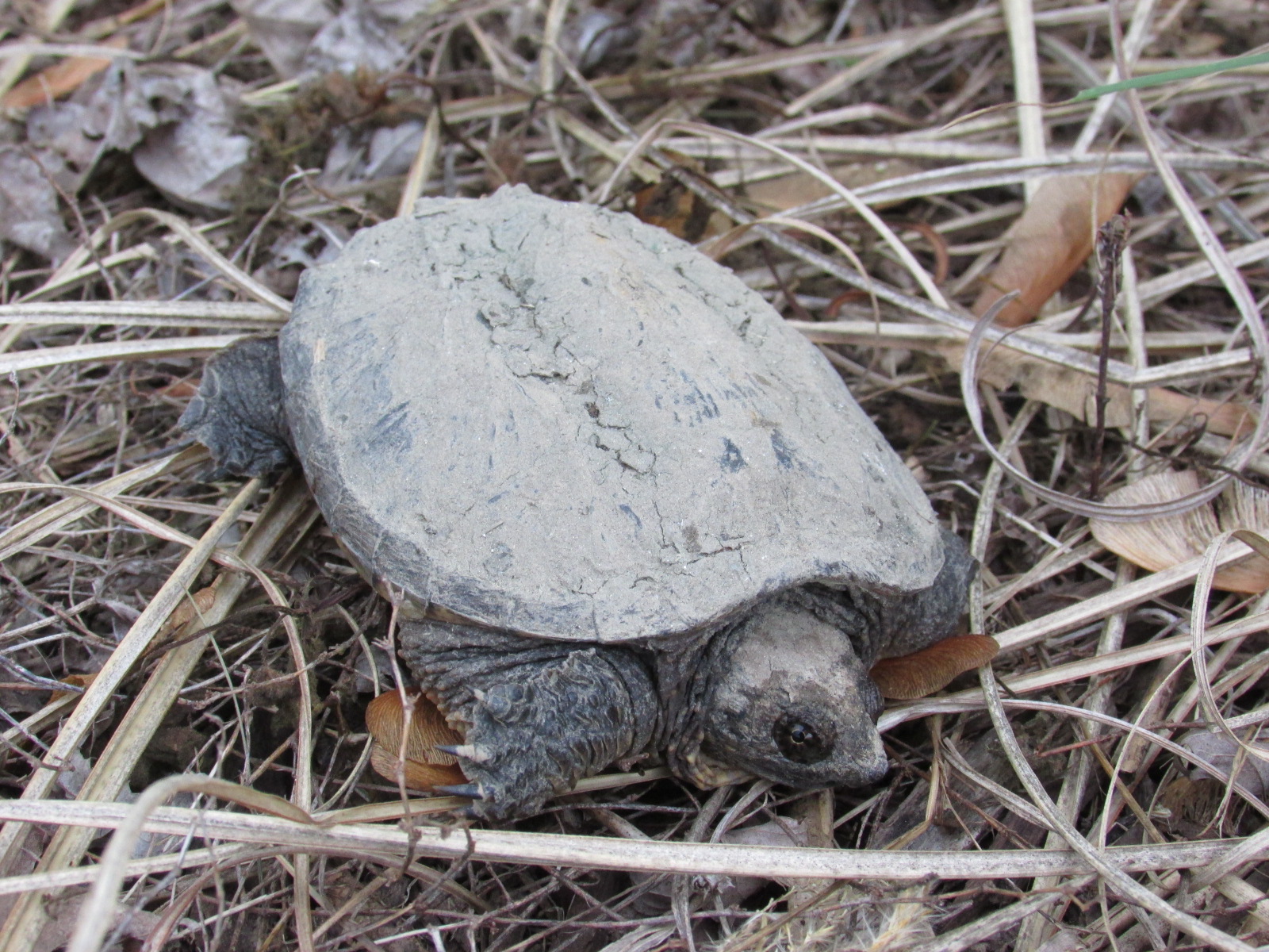 Murray & Candace's Adventures: Juvenile snapping turtle...