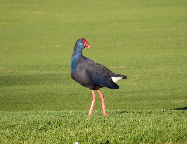 Western Swamphen - Portugal