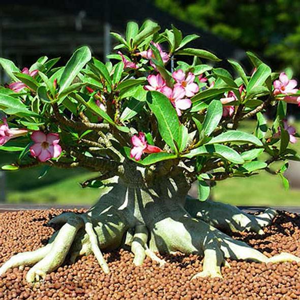 Teknik Cara Membuat Bonsai Adenium