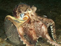 Coconut Octopus