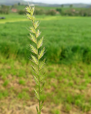 Cizaña, grama triguera (Lolium temulentum)